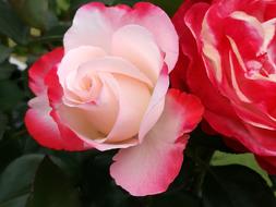 red flower in the garden is beautiful