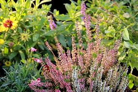 Lavender Nature Season