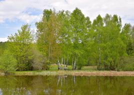 Landscape Pond Bank