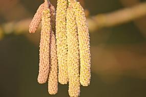 Blossom Kitten Yellow Hazelnut