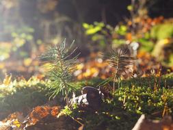 Forest Floor Moss Leaves