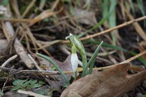Snowdrop Flower Spring
