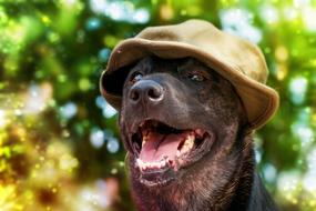 Portrait Nature Cute Animal