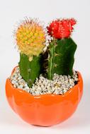 Cactus Spine Flora