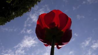 tulip rose close up blossom bloom