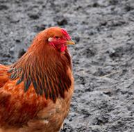 Birds Poultry Farm Animal
