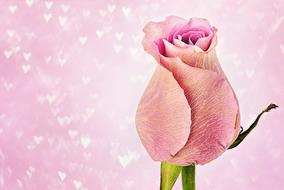 Rose Hearts Valentine'S Day