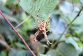 Spider Araneus Nature