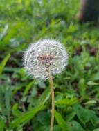 Dandelion Grass Garden