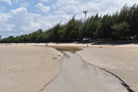 Pine Trees Sandy Beach