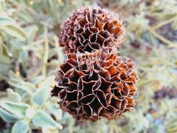 dry plants in the field