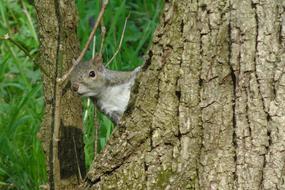 Squirrel Tree Trunk