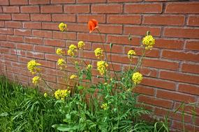 Poppy Rape Seed Flower