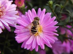 a big bee on a pink flower.