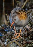 Wildlife Nature Bird