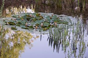 Pond Mirroring Water