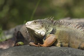 Nature Wild Life macro blur