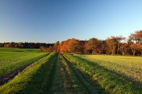 Evening Sun Forest Autumn