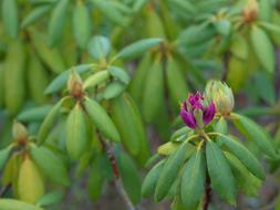 Rhododendron Plant Ornamental