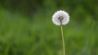 Dandelion Green Macro