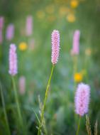 Grass Green White Close