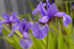 A Killer Whale Garden Flower