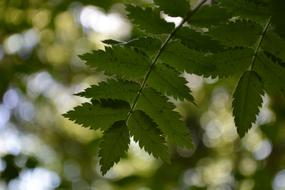 Leaves Branch Nature