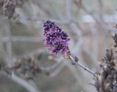 purple beautiful flowers in the branches