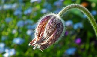 Nature Flower Sasanka