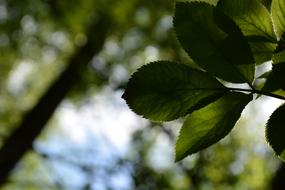 Leaves Nature Forest