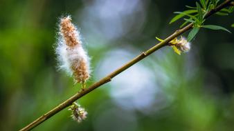 Branch Flower Bokeh