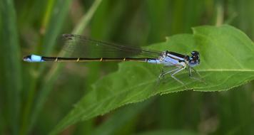 Nature Insect Wildlife