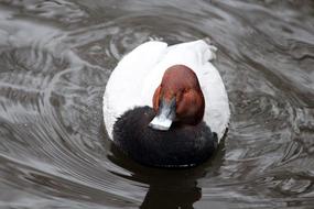 Pochard Aythya Ferina Waterfowl