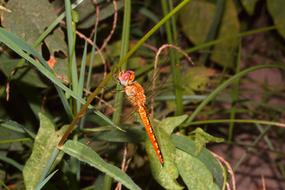 Nature Insect Outdoors