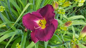 Daylily Flower