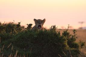 Nature Mammal Outdoor