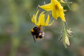 Bumblebee Pollinating Flower