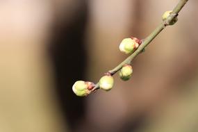flowered tree branch
