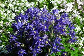 Flowers Orliki Blue