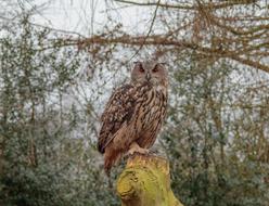 Eurasian Eagle Owl Nature Bird
