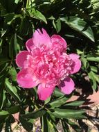 Peony Pink Flower