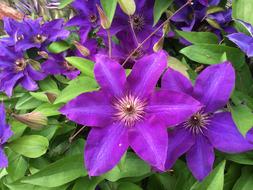 Clematis Plant Flower