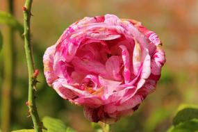 pink flower bud in the garden macro