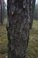 Pine Trunk Tree