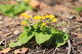 Marigold Caltha Grass