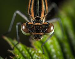 striped dragonfly with brown eyes