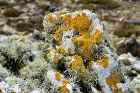 Lichen Pierre