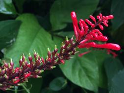 Red Flowers Flower