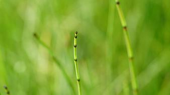 Grass Horsetail Grasses