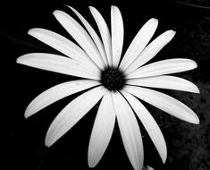 Flower Nature Black And White